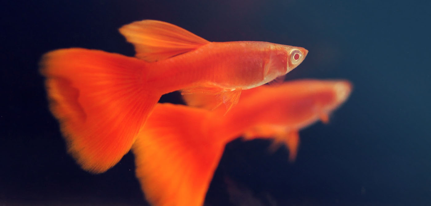 Guppy Red Fix 2