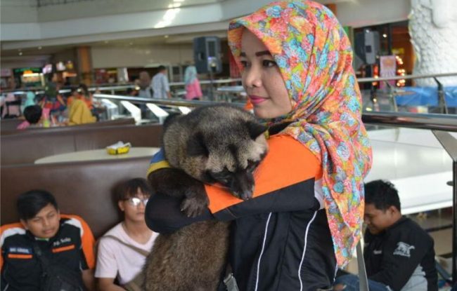 PETS